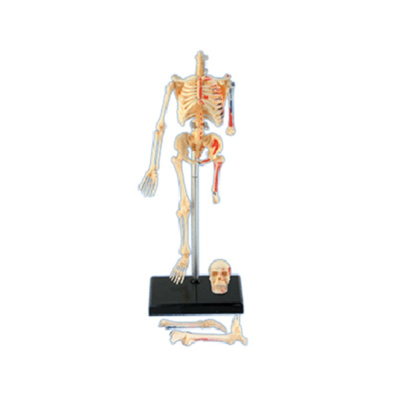 4d Menschliches Vollskelett An – Medical Lab Assistant Bewertung und Preis