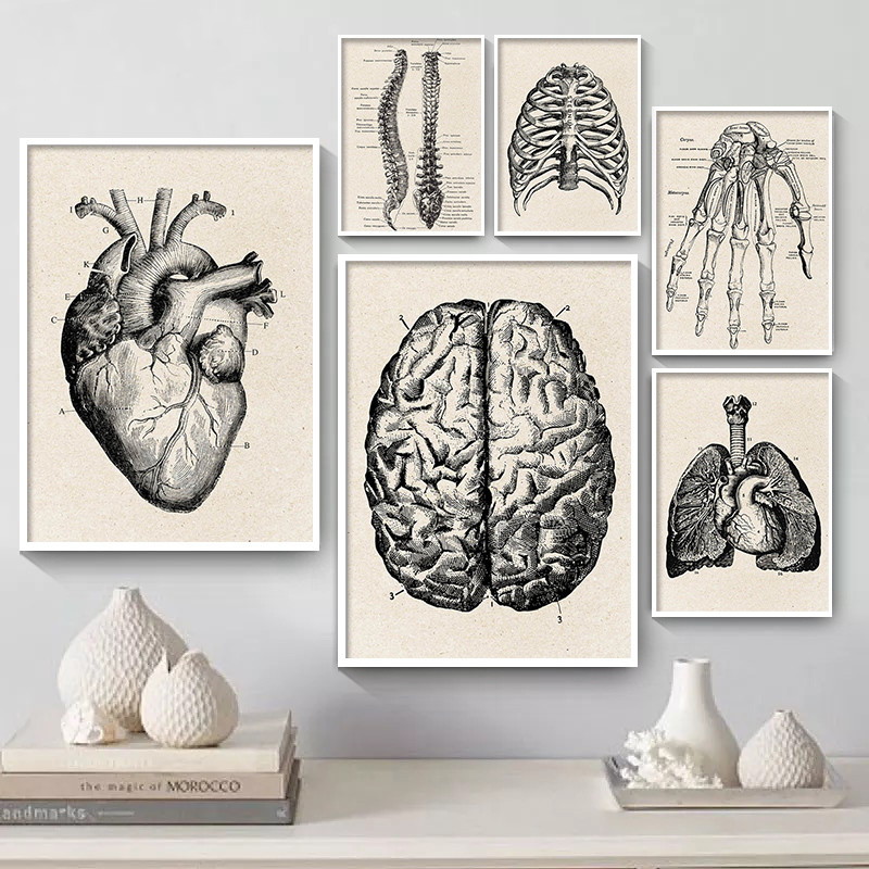 Medizinische Anatomie Kunstwer – Medical Lab Posters Bewertung und Preis